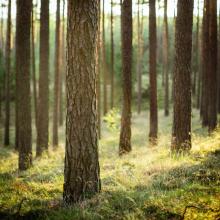 Jak planujemy pozyskanie drewna w lasach